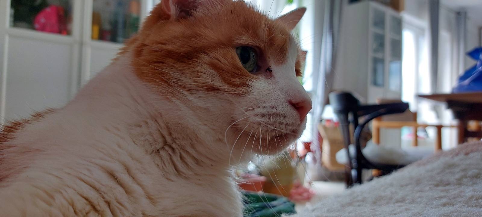Garfield being on high alert