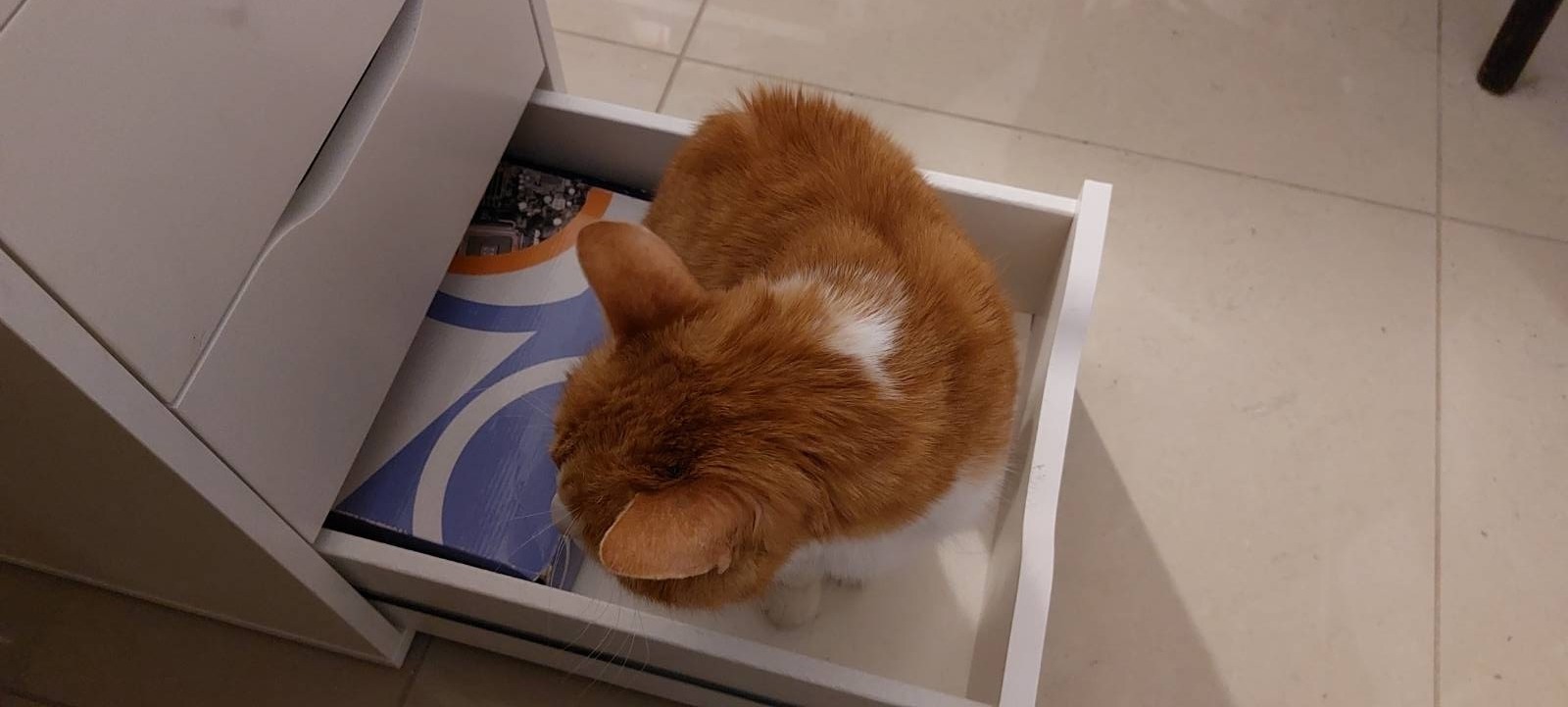 Garfield being the drawer monster