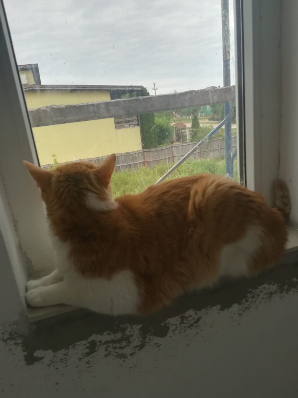 Garfield looking dramatically in the distance